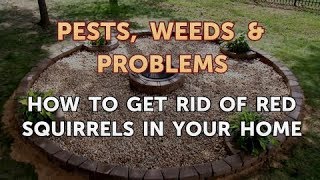 How to Get Rid of Red Squirrels in Your Home