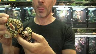 Pastel Yellowbelly Ball Pythons For Sale. Buy at Big Apple Pet with Same Day Shipping.