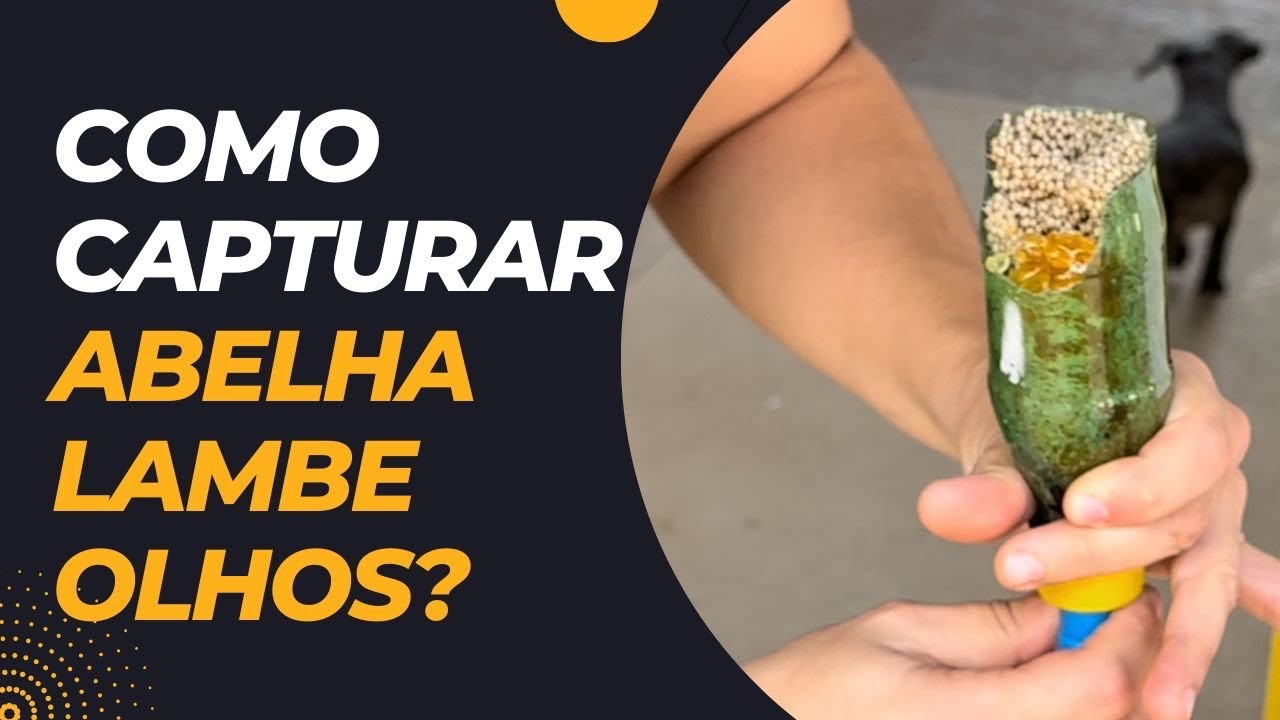 TRANSFERÊNCIA DE ABELHA LAMBE OLHOS DA ISCA DE 200 ML + DICAS DE PARA CAPTURAR 