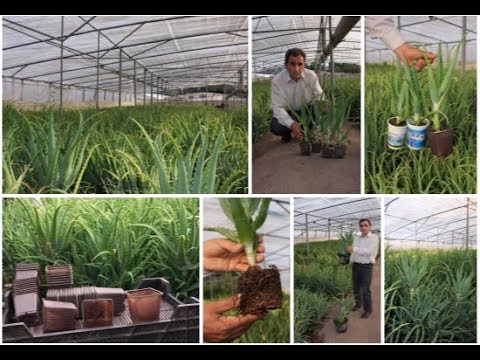 Video: Առավոտյան փառք (55 լուսանկար). Սերմեր տնկել և խնամք: Ինչպե՞ս տնկել տնկիներ դրսում պարտեզում: Բազմամյա և տարեկան ծաղիկների սորտեր, լուսնի ծաղկման առավոտյան փառք և «Երկնագույն կապույ