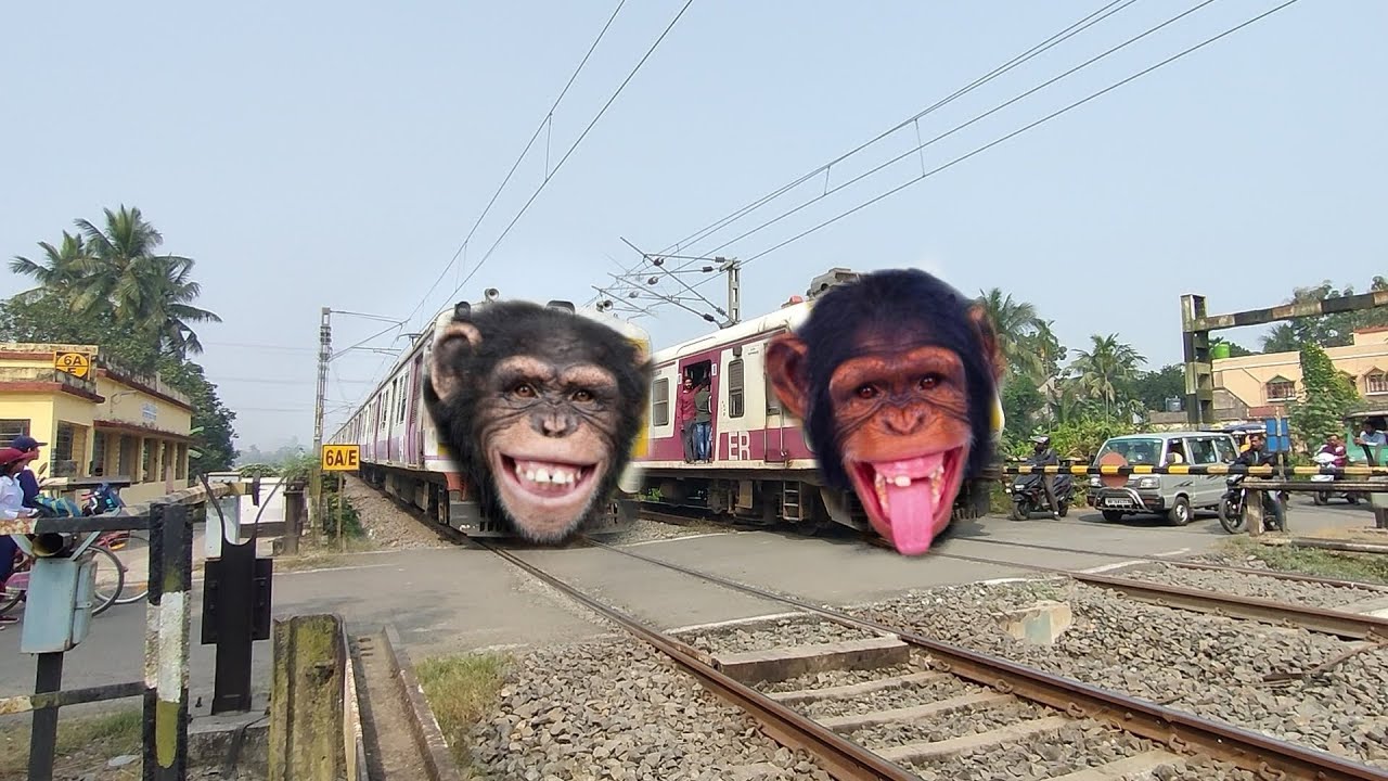 Dangerous Chimpanzee Headed Emu Local Train Crossing at Railgate 