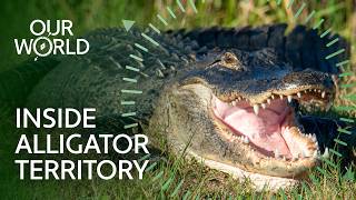 The Secret Life of American Alligators | Our World