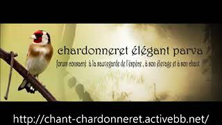 Chant chardonneret algerien