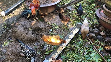 Hướng dẫn cách diệt muỗi trong chăn nuôi gà . Cách diệt muỗi , ruồi trong chuồn gà hiệu quả