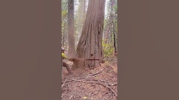 tree-felling🌲🤯#satisfying #asmr #cuttingtrees #tree #oddlysatisfying #treetiktok #giant #fyp #usa