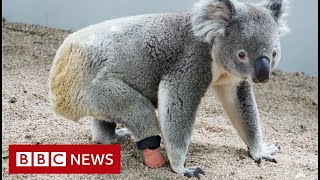 Koala gets prosthetic foot from dentist - BBC News
