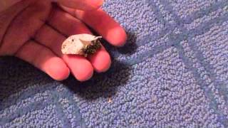 Miracle Hatchling