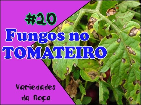 Vídeo: Septoria em folhas de tomate: dicas para tratar a mancha de septoria