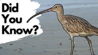 Things you need to know about CURLEWS!