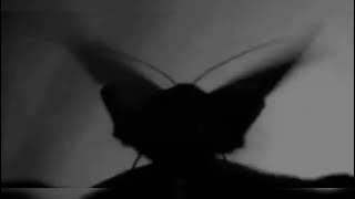 ETTKHETT - Moths [feat. the serpent day] [expoded's death's head remix]