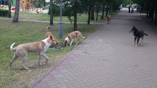 Собачьи свадьбы.