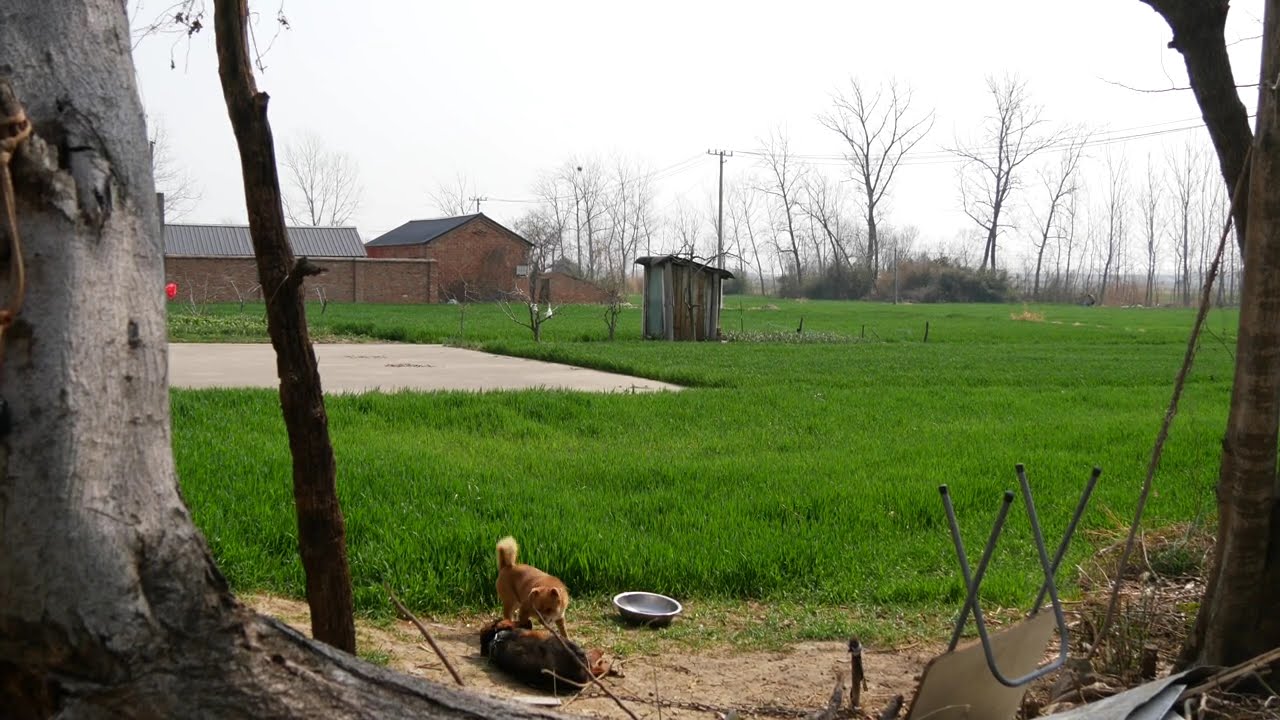 苏北春早：麦田与树 | Early Spring in Northern Jiangsu, China