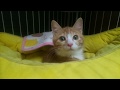 夜のまったり保護猫