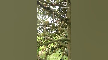 kỹ thuật sầu riêng : Nắng nóng nhiệt độ cao hiện tượng rụng trái non hàng loạt trên sầu riêng