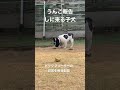 その報告いらんけど#犬 #フレンチブルドッグ #フレブル