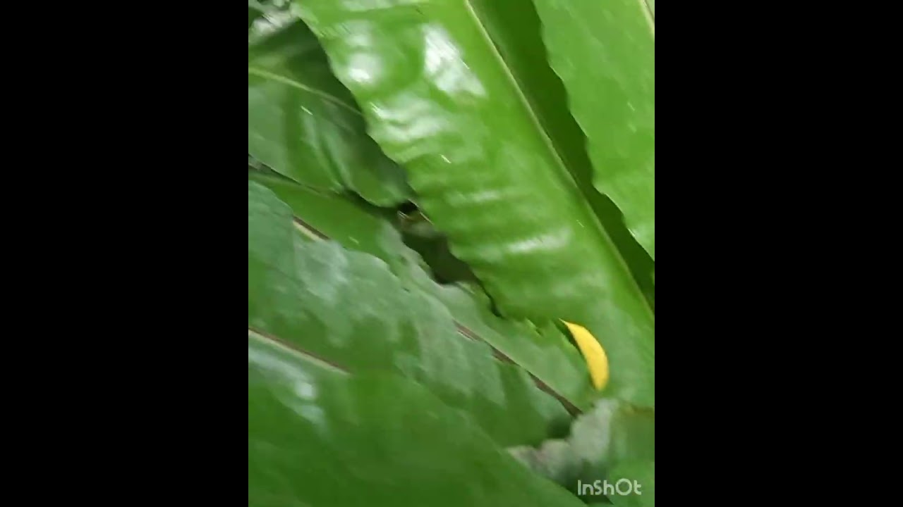 Папоротник удивил своей красотой!!!😇😇😇🌿🌿☝The fern surprised with its beauty🌿🌿🌿