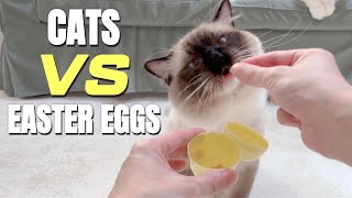 Cats VS Easter Eggs | Mypawsntails Funny Cats Video