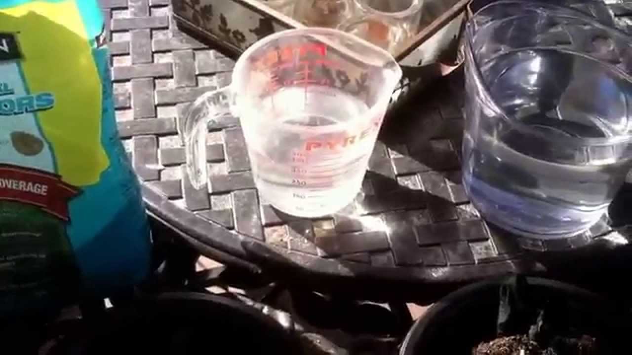 Biochar grow experiment part 1