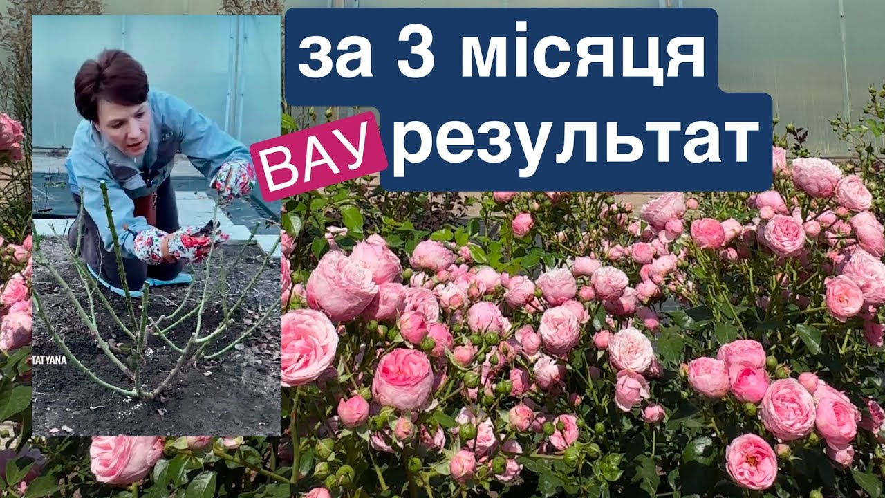ТРОЯНДИ від обрізки до цвітіння . Чим підживити та захистити від хвороб, шкідників