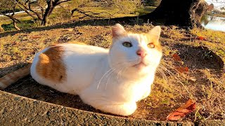 ジョギングコースの脇に座っていた野良猫をナデナデしたら池の畔まで付いてきた