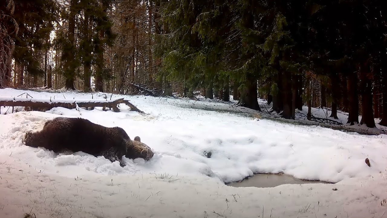 Fatranská divočina 2024 (Fotopasca Veľká a Malá Fatra)