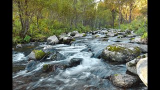 1hr of relaxing by the stream to put you to sleep