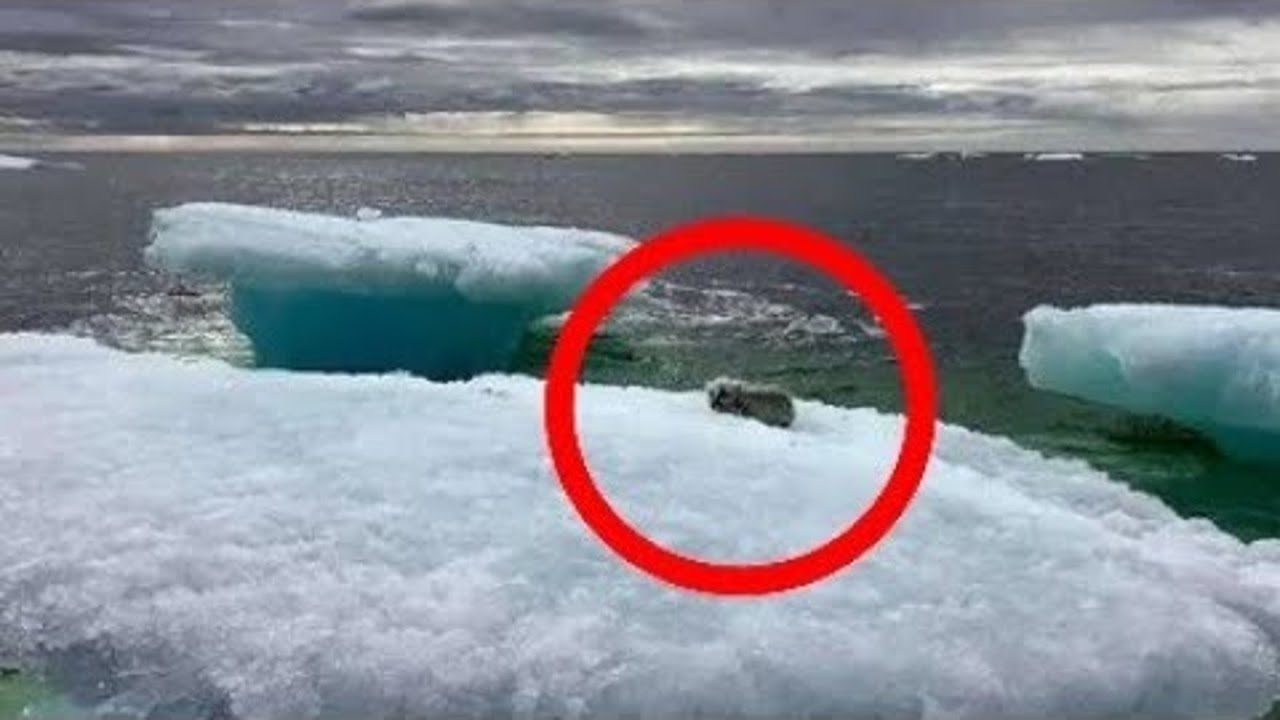 На айсберге в море рыбаки увидели нечто невероятное. Посмотрите кто это