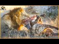 30 crazy moments lion attacks injured hyena caught on camera  wild animals
