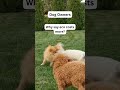 Eco-Friendly Pet Care Tips | Sustainable Dog Hacks-Eco Tips for Dog Owners | GoEcoPaw Hacks