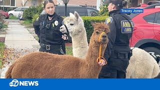 2 alpacas escape enclosure, go on adventure through California neighborhoods