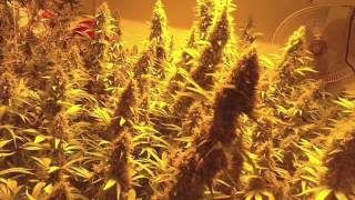 OFG vLog Grow Boss Book Review and Harvest vLog