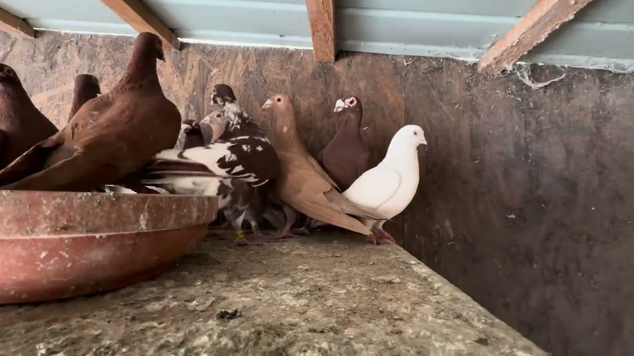 2000 lei -43 de porumbei foarte,foarte frumoși și sănătoși.