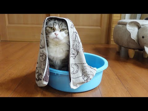 雨の日のびしょ濡れさんぽなねこ。-Maru’s soaked walk on a rainy day.-