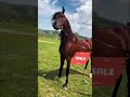 Top Dance Arabian Stallion In The World
