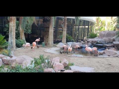 Flamingo birds in Flamingo Las Vegas Hotel & Casino