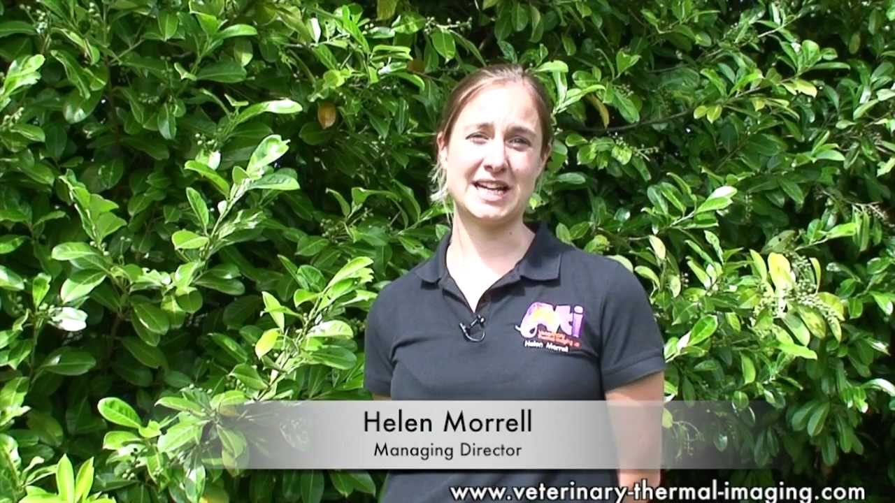 Using Equine Thermography to achieve the perfect Saddle Fit