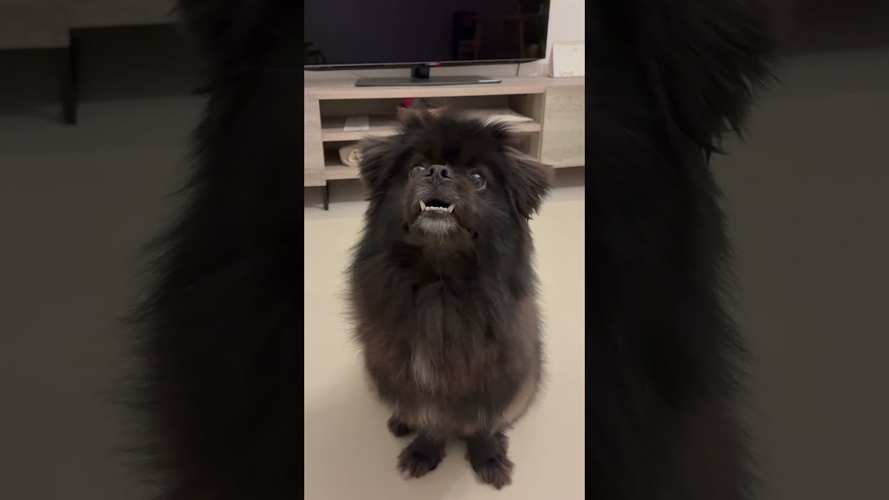 はじめまして、もんちゃんです - YouTube