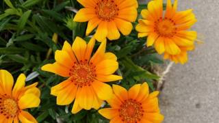 Here is what's growing in my front yard March 2017