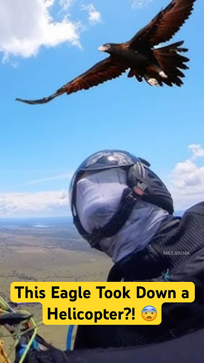 A Wedge-Tailed Eagle Took Down a Helicopter?! 😨 #wildlife