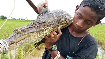 Primitive Technology: Simple DIY Crocodile Trap Using Real hand That Work 100%