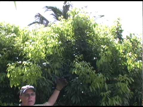 A09 Pruning a lychee tree
