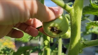 Blossom End Rot, Cooking up Mustard Greens For Tasting, First Ripe Cherry Tomatoes| VLOG by Onnie's Prairie Garden 72 views 11 months ago 7 minutes, 6 seconds