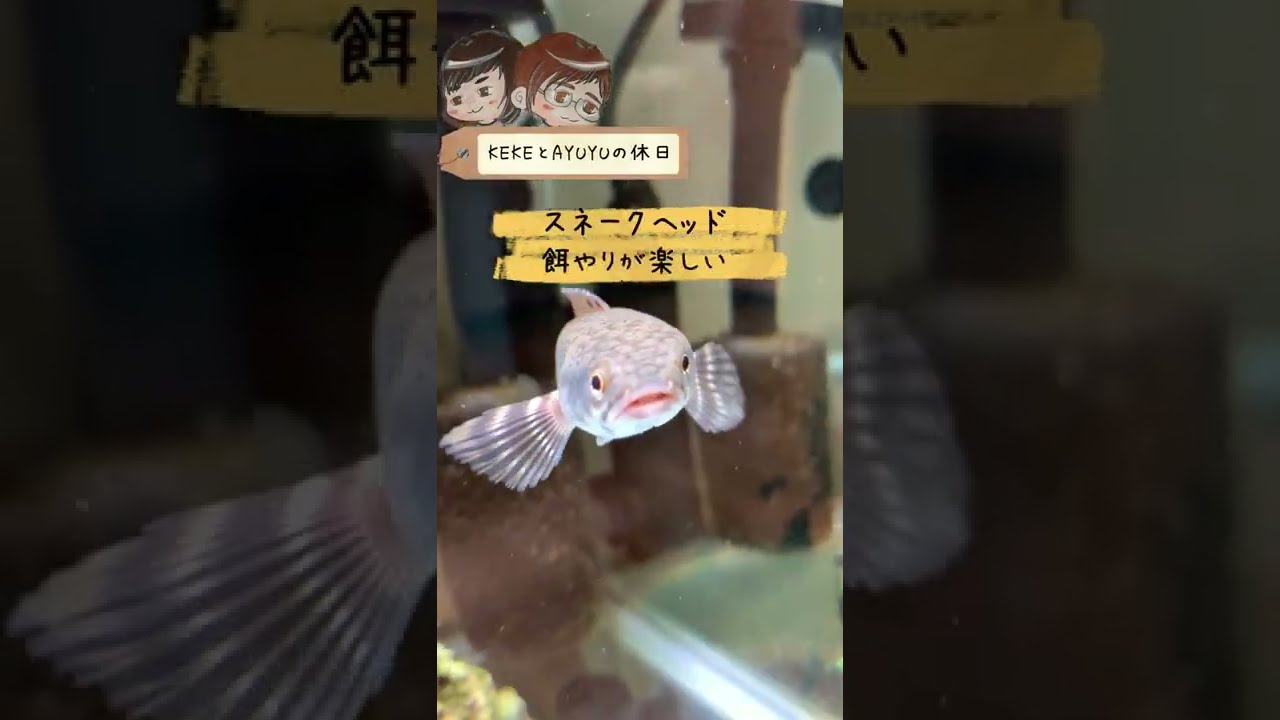 熱帯魚 スネークヘッドの餌やりが楽しすぎる Shorts Youtube 熱帯魚 スネークヘッドの餌やりが楽しすぎる Shorts Youtube