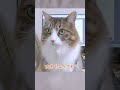 5年間ずっと邪魔する猫【保護猫/犬】 #cat #子ネコ #cute