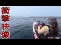 【衝撃映像】１００万匹の巨大な魚の大群に女がルアーを投げてみた…丨釣り丨車中泊丨fishing丨catch＆cook丨fishing video丨fishing lady