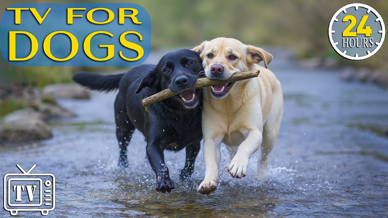 LIVE Dog TV: All-Day Anxiety Relief Music for Dogs | Videos for Dogs Prevent Stress & Boredom +Music