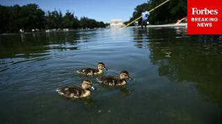 What Killed The Ducks In The Reflecting Pool? Here’s What We Know