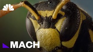 This Might Sting: Wasps Are Capable Of Logical Reasoning | Mach | NBC News