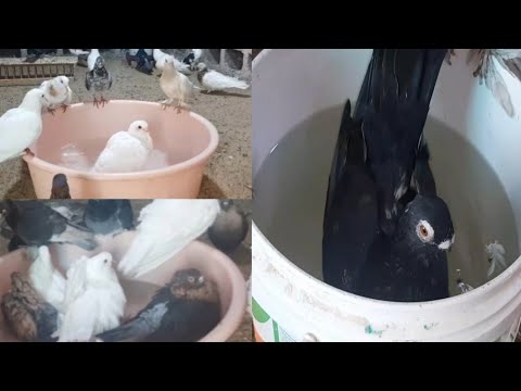 وداعا حشرات الحمام ومرض الجدري أقوه علاج للقضاء علي ذباب الريش وسوس الريش عملي دكتور حمام مصري