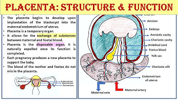 Structure and Function of placenta